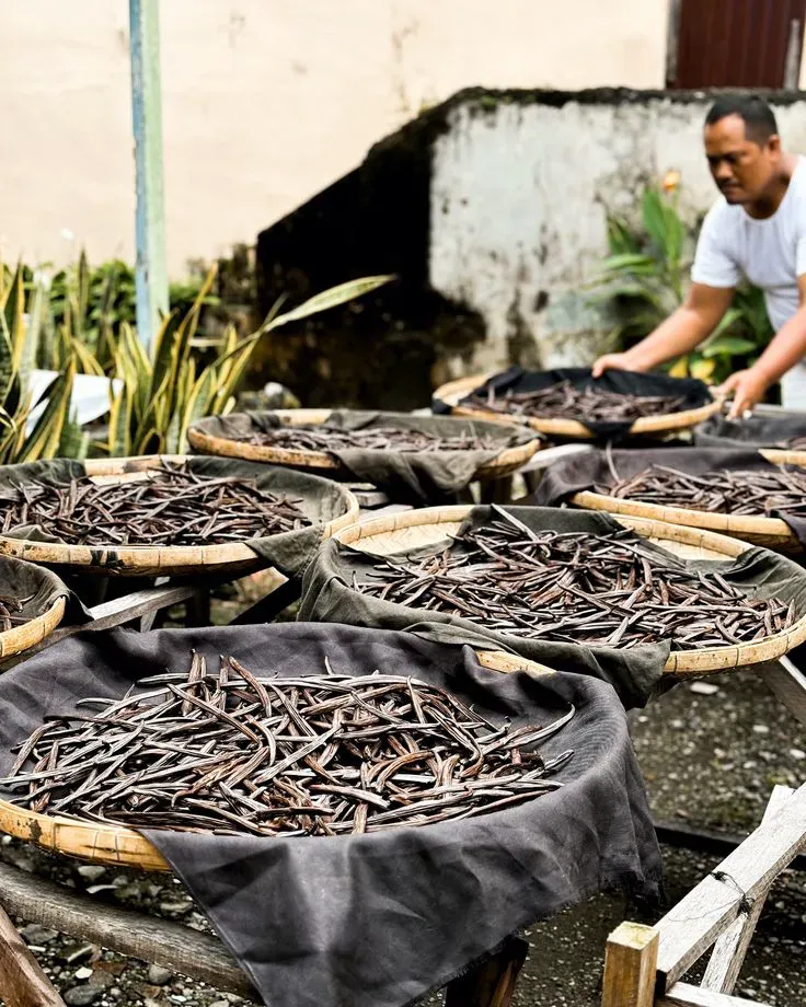 MCP spice plantation in Madagascar — bourbon vanilla and cloves